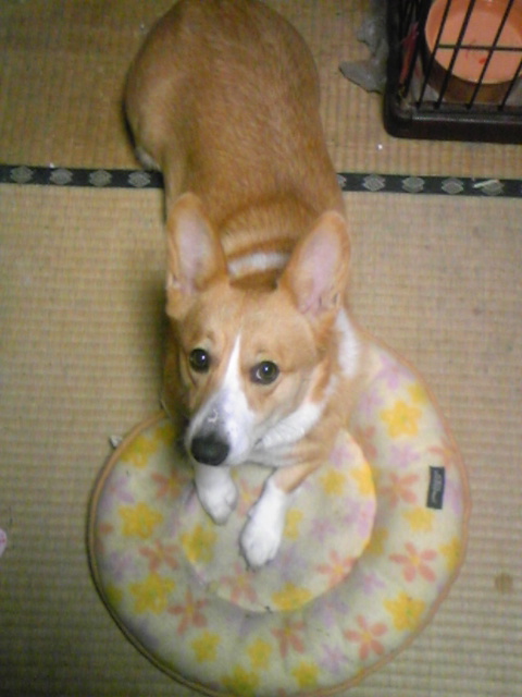 �����ނ�т��̌�����������