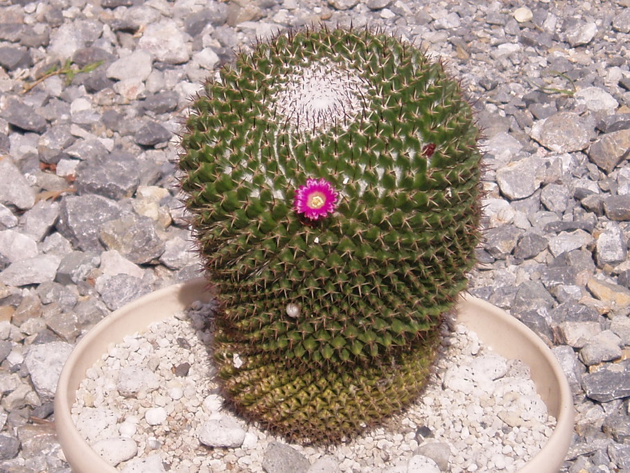 �����ނ�т��̌�����������