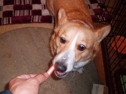 �����ނ�т��̌�����������