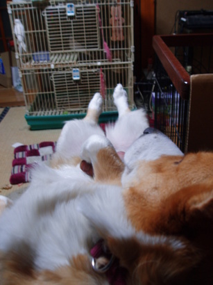 �����ނ�т��̌�����������