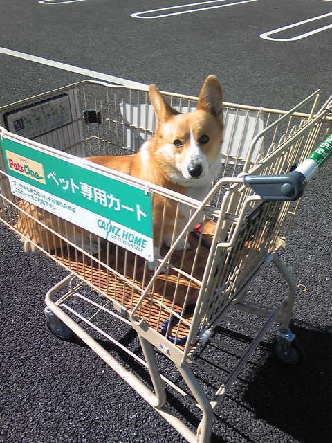 �����ނ�т��̌�����������