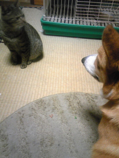 �����ނ�т��̌�����������