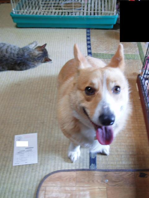 �����ނ�т��̌�����������