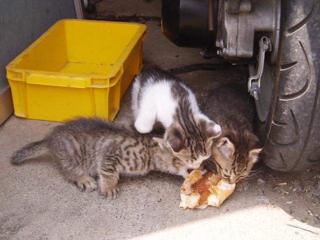 �����ނ�т��̌�����������