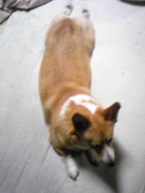 �����ނ�т��̌�����������