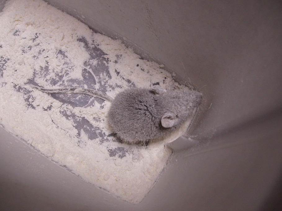 �����ނ�т��̌�����������