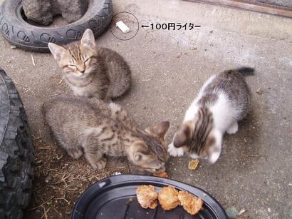 �����ނ�т��̌�����������