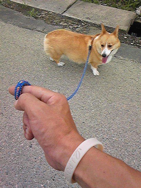 �����ނ�т��̌�����������