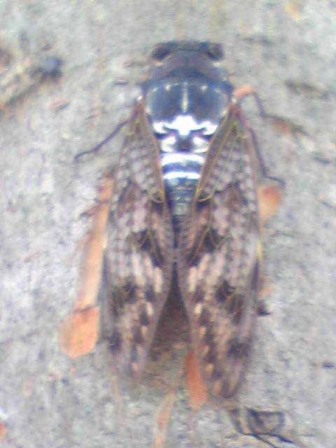 �����ނ�т��̌�����������