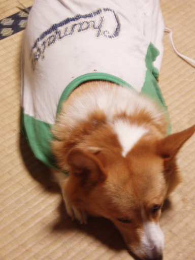 �����ނ�т��̌�����������