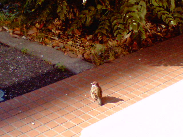 �����ނ�т��̌�����������