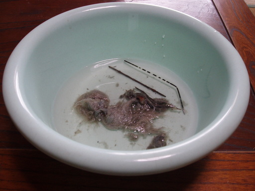 �����ނ�т��̌�����������