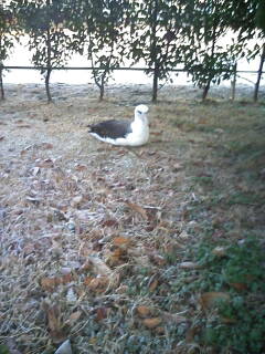 �����ނ�т��̌�����������