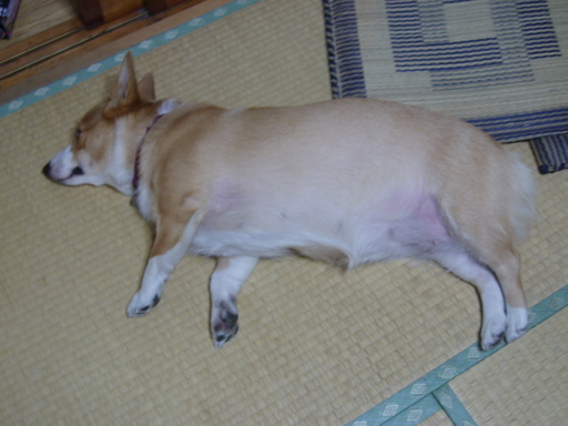 �����ނ�т��̌�����������