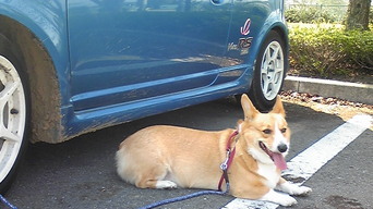 �����ނ�т��̌�����������