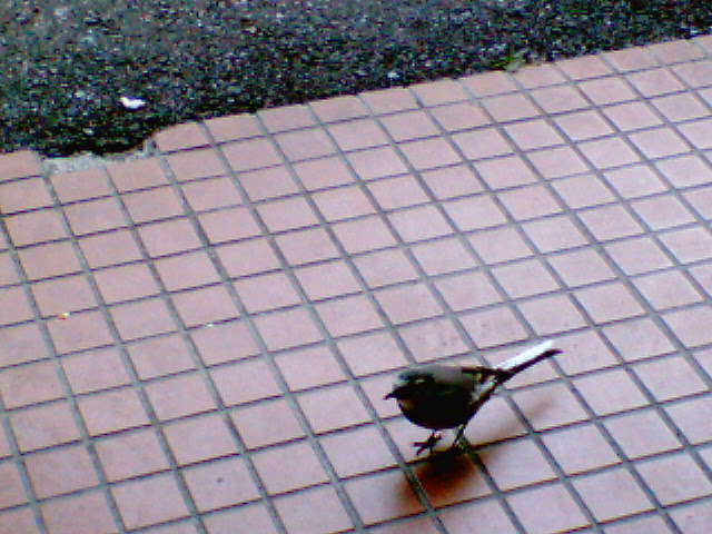 �����ނ�т��̌�����������