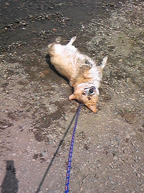 �����ނ�т��̌�����������