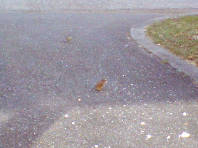 �����ނ�т��̌�����������