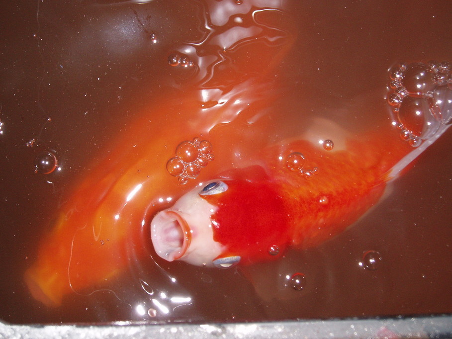 �����ނ�т��̌�����������