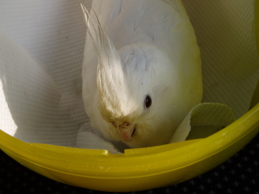 �����ނ�т��̌�����������