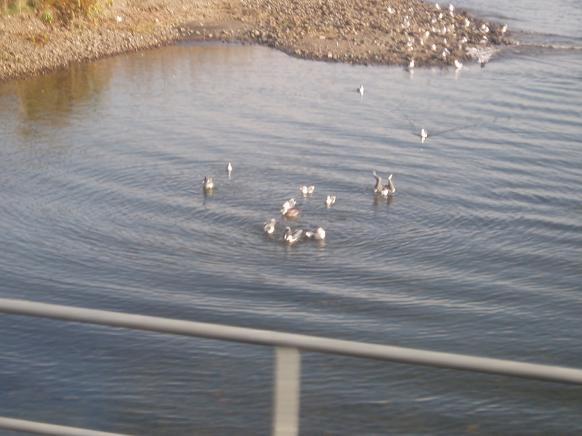 �����ނ�т��̌�����������