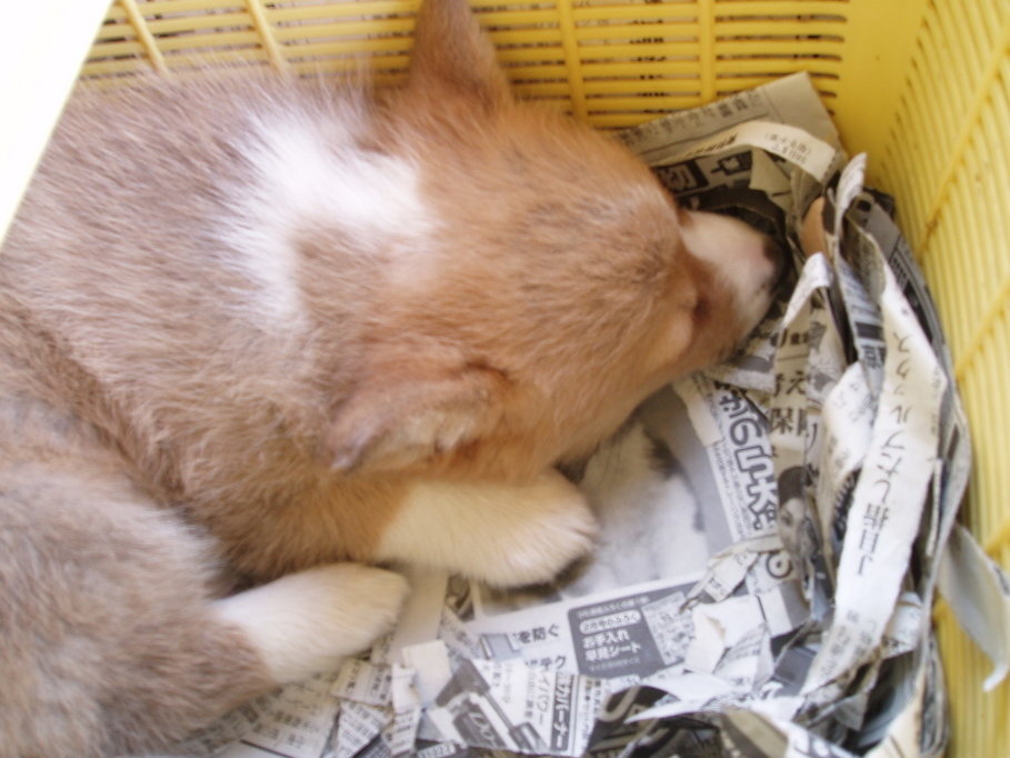 �����ނ�т��̌�����������