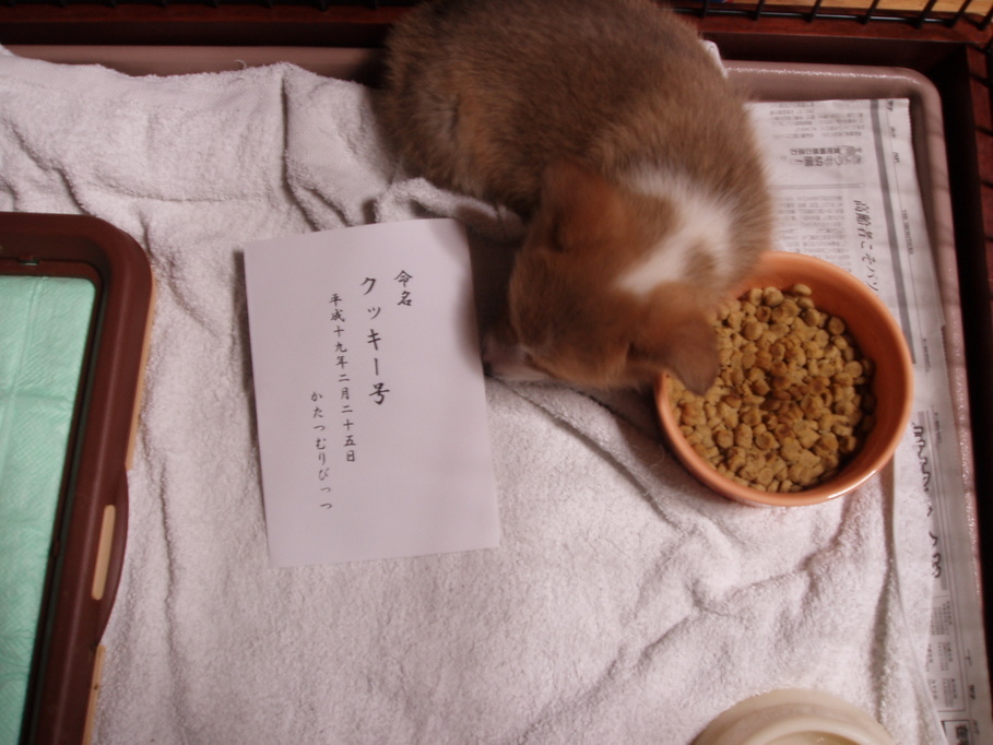 �����ނ�т��̌�����������