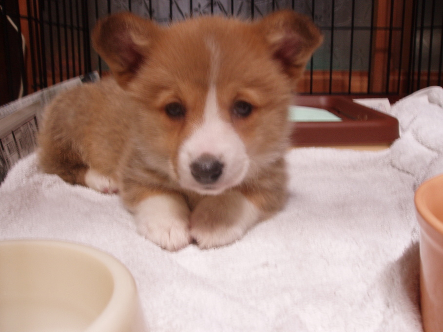 �����ނ�т��̌�����������