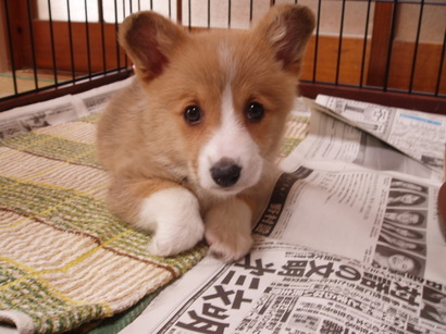 �����ނ�т��̌�����������