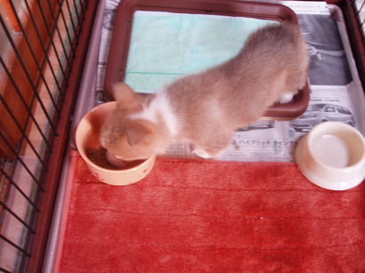 �����ނ�т��̌�����������