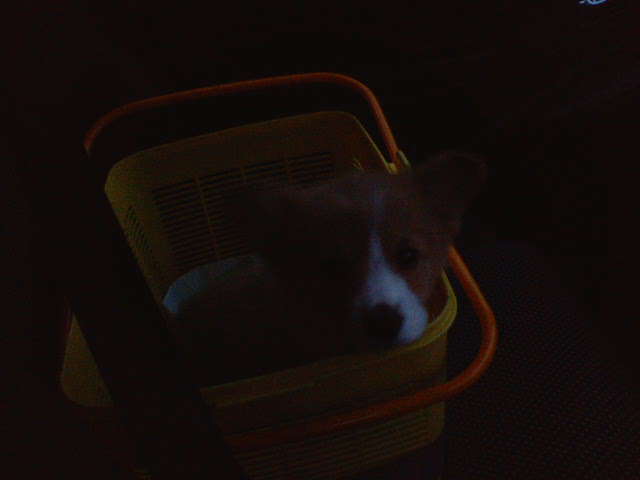 �����ނ�т��̌�����������