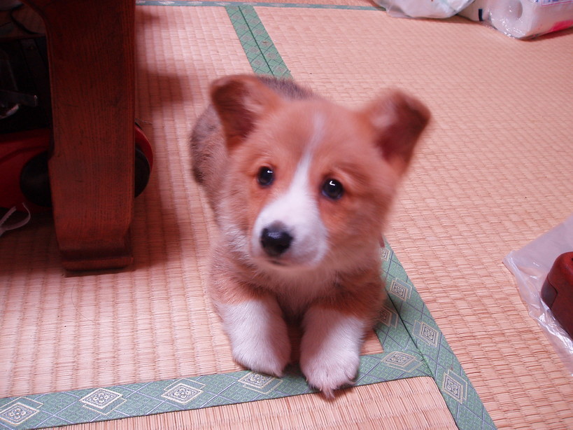 �����ނ�т��̌�����������