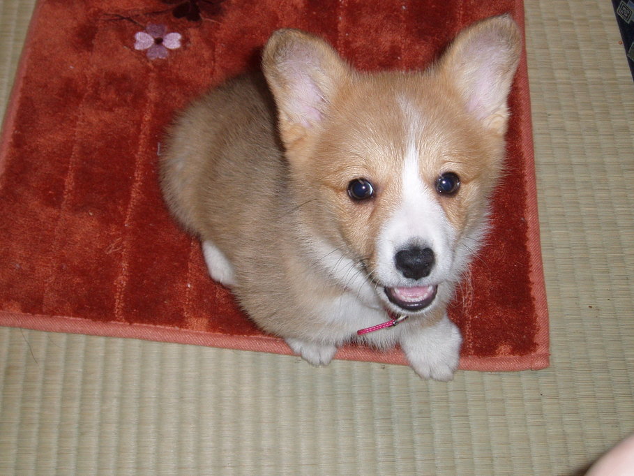 �����ނ�т��̌�����������