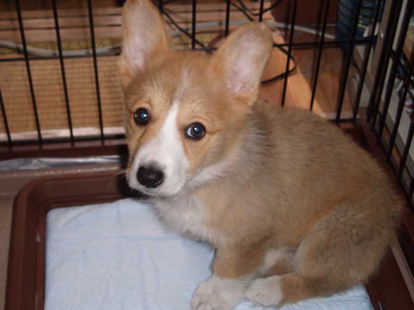 �����ނ�т��̌�����������