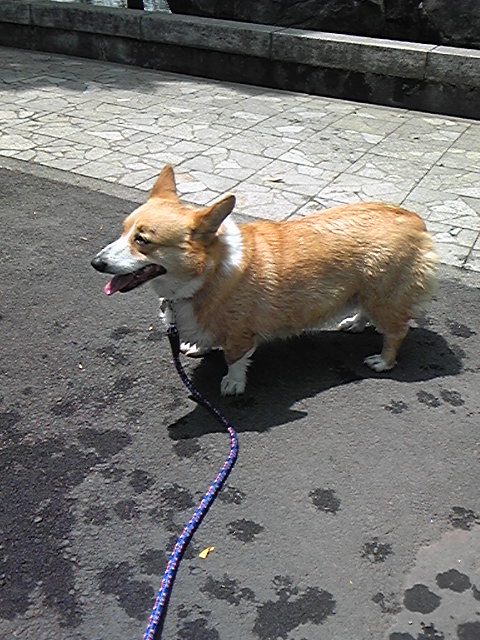 �����ނ�т��̌�����������