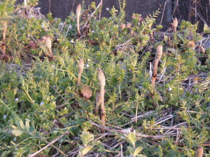 �����ނ�т��̌�����������