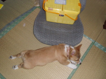 �����ނ�т��̌�����������