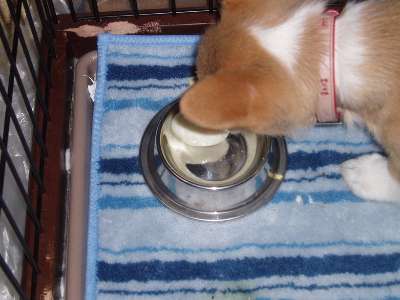 �����ނ�т��̌�����������