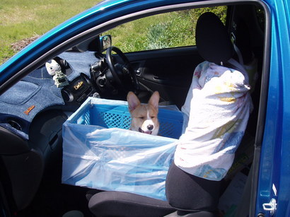 �����ނ�т��̌�����������