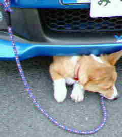 �����ނ�т��̌�����������