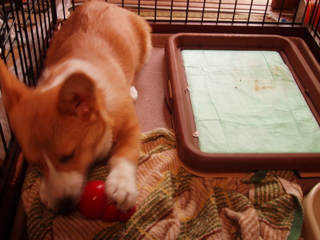 �����ނ�т��̌�����������