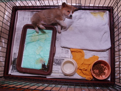 �����ނ�т��̌�����������