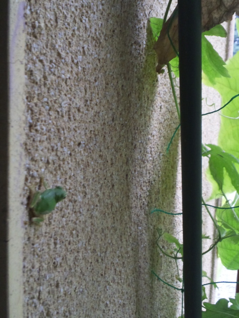 �����ނ�т��̌�����������