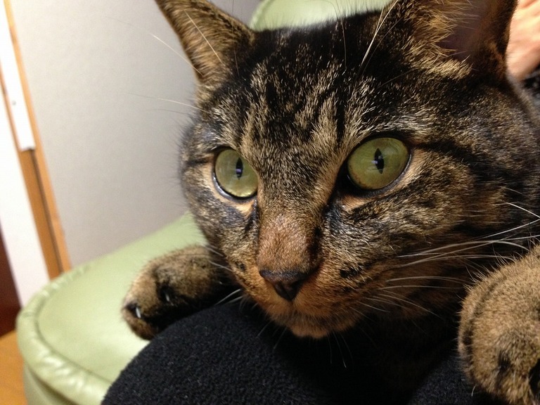 �A�����W���R���݁u�ɂ�񁙃n�E�X�v�g������Ȃ�