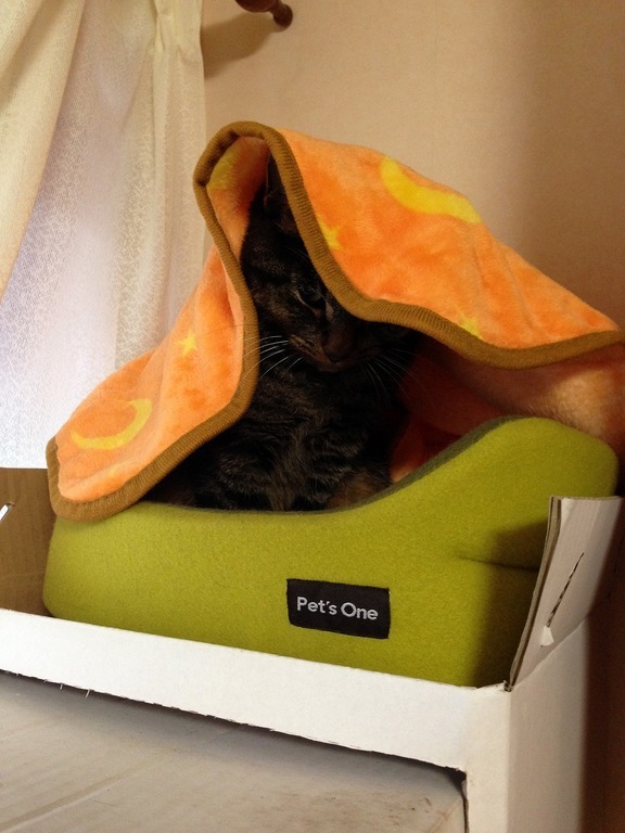 �A�����W���R���݁u�ɂ�񁙃n�E�X�v�g������Ȃ�