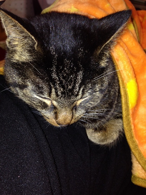 �A�����W���R���݁u�ɂ�񁙃n�E�X�v�g������Ȃ�