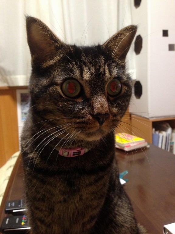 �A�����W���R���݁u�ɂ�񁙃n�E�X�v�g������Ȃ�