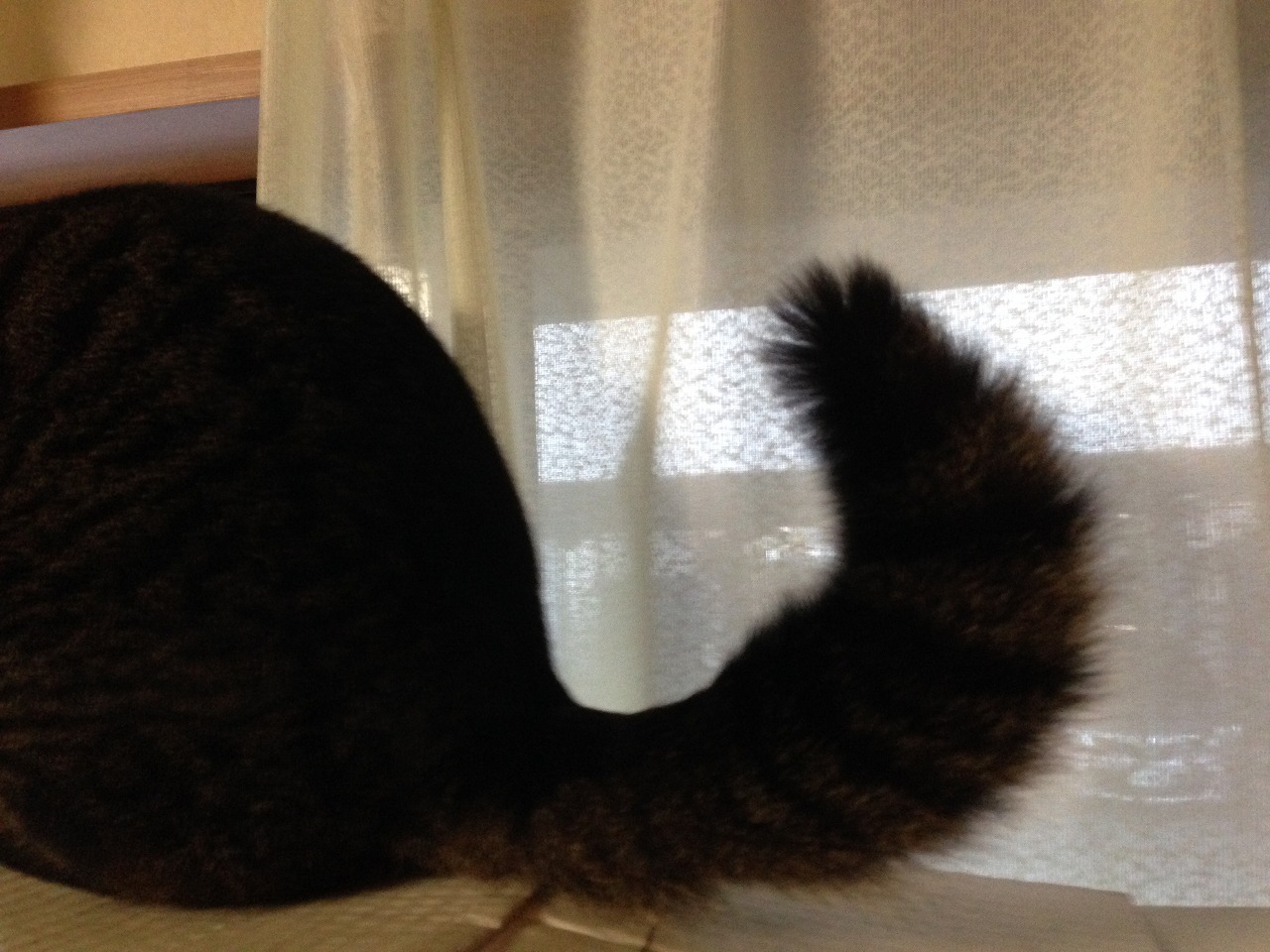 �A�����W���R���݁u�ɂ�񁙃n�E�X�v�g������Ȃ�