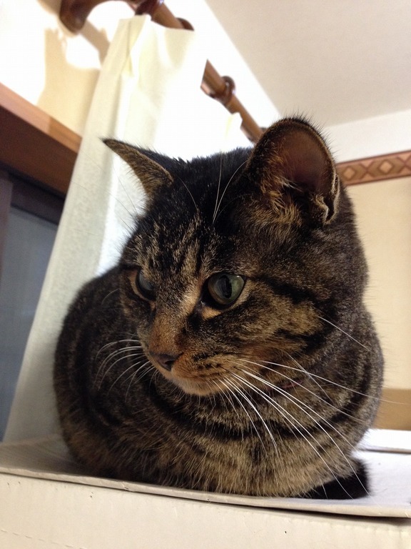 �A�����W���R���݁u�ɂ�񁙃n�E�X�v�g������Ȃ�