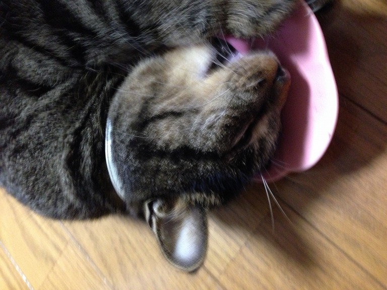 �A�����W���R���݁u�ɂ�񁙃n�E�X�v�g������Ȃ�